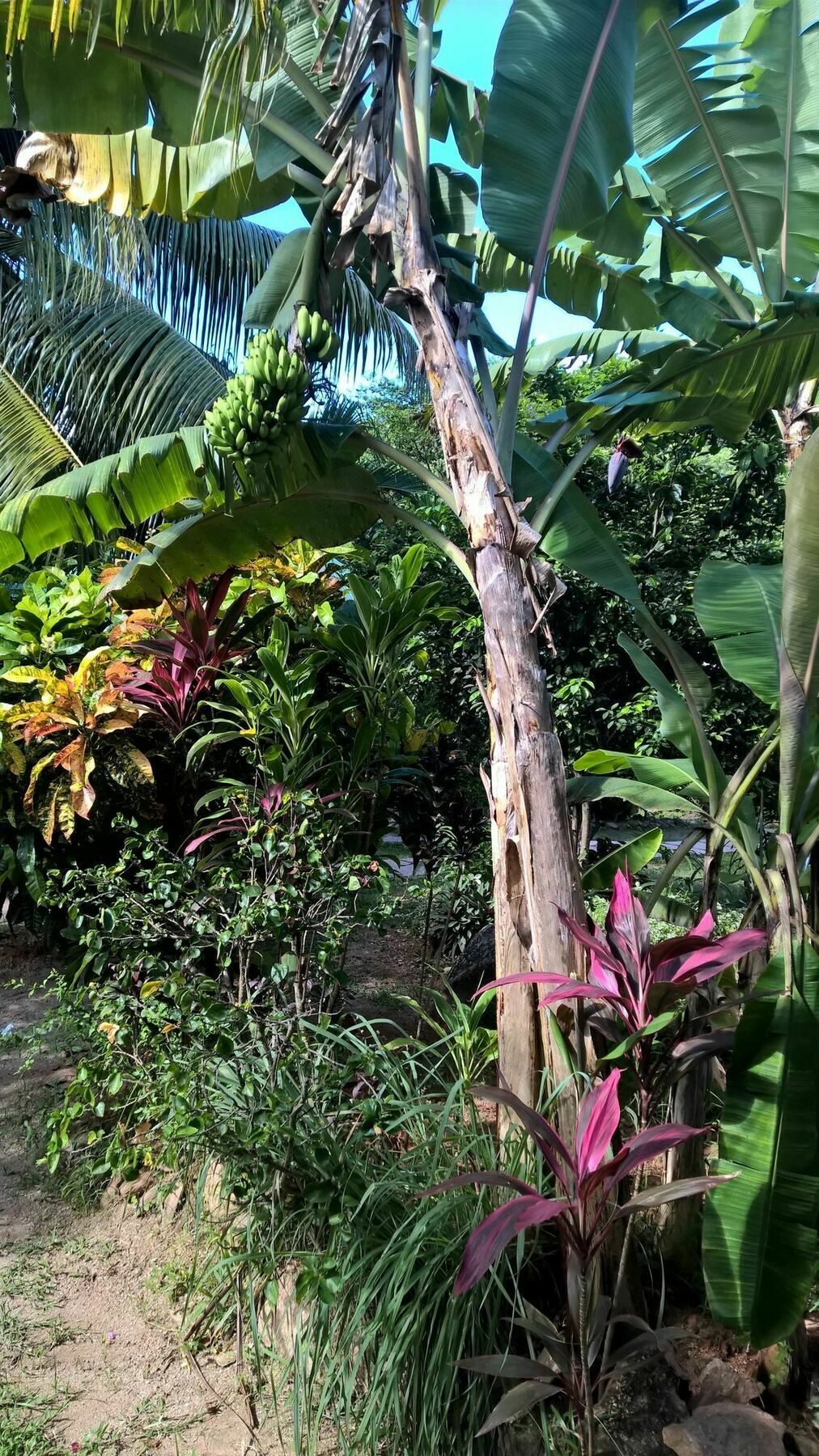 Cocotier Du Rocher La Digue Bagian luar foto