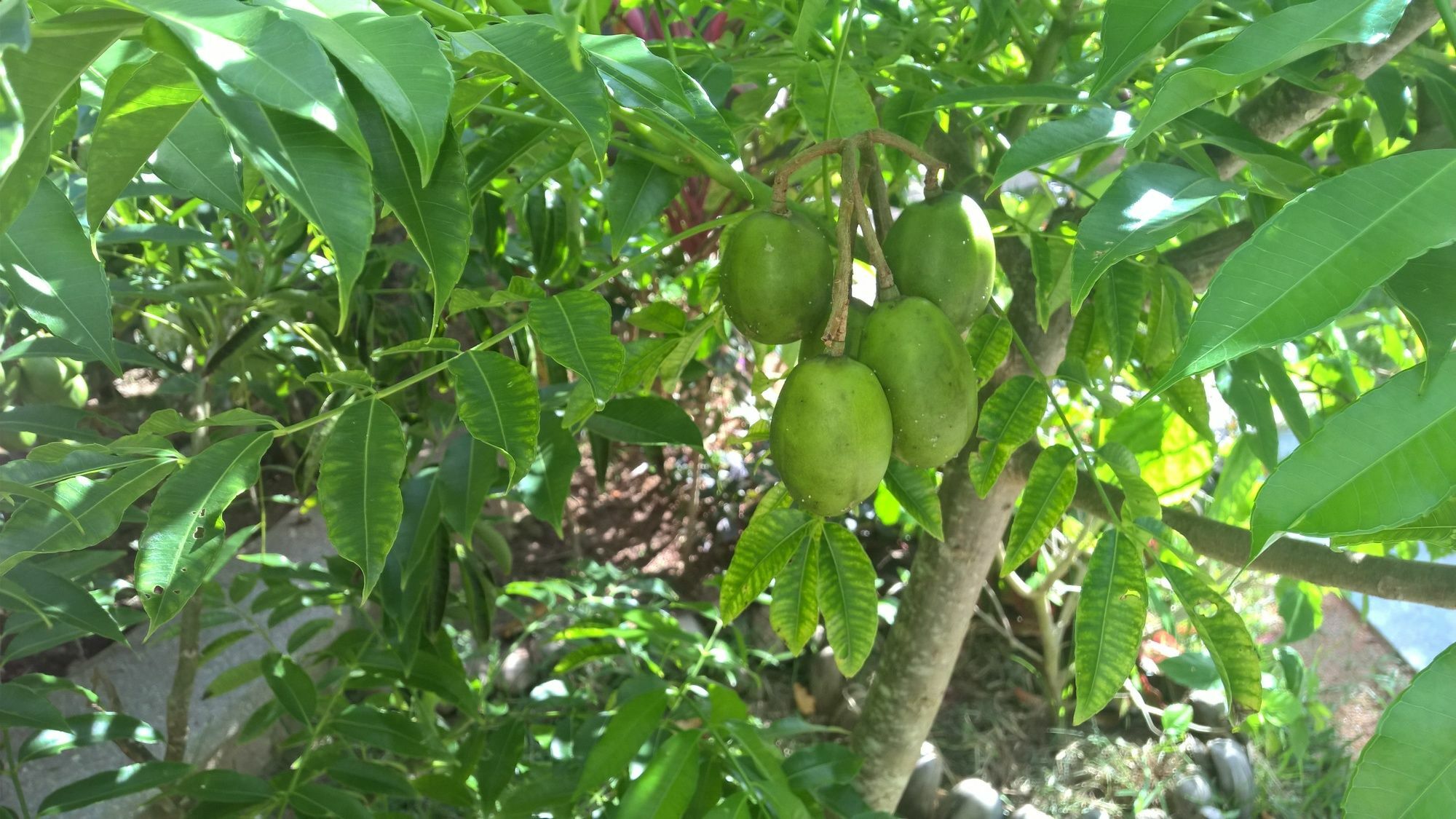 Cocotier Du Rocher La Digue Bagian luar foto