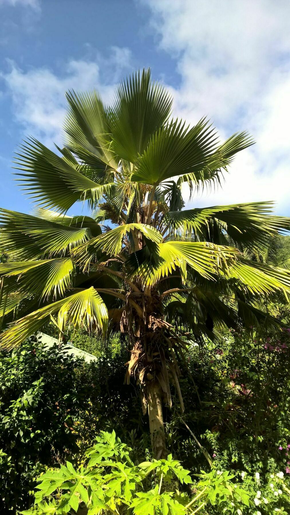 Cocotier Du Rocher La Digue Bagian luar foto